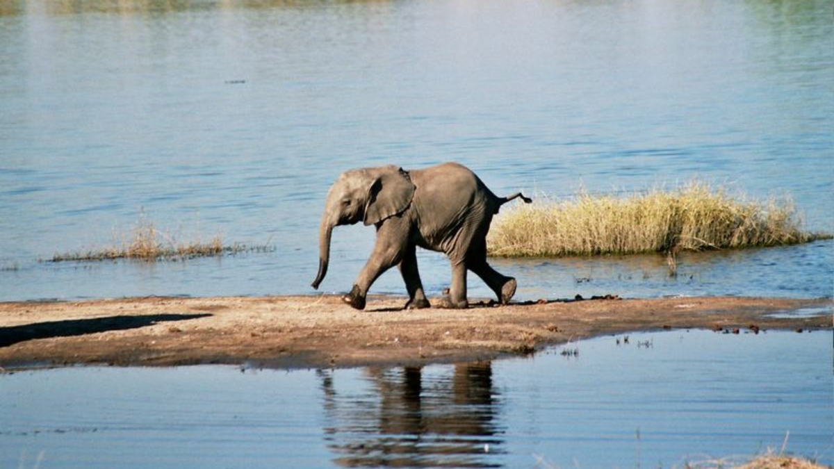 Ian_708_03_Baby_Elephant,_Chobe_River,_Botswana.jpg